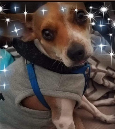 Poppi puppy 