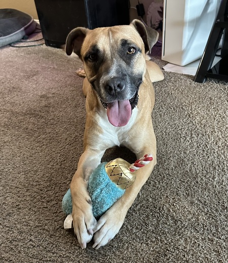 Entry image for Rufus. Clicking this image will show a larger photo