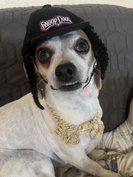 Entry image for Snoop Dogg. Clicking this image will show a larger photo