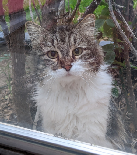 Entry image for Gus. Clicking this image will show a larger photo