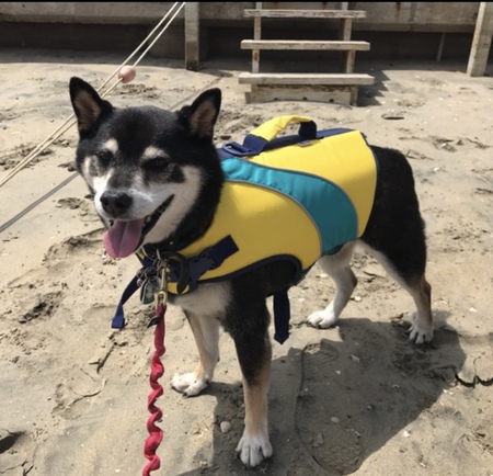 Entry image for Turbo . Clicking this image will show a larger photo