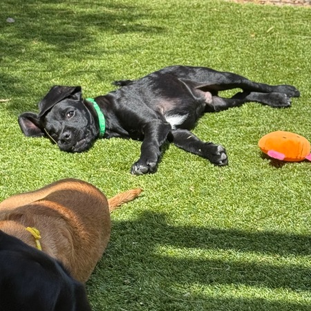 Entry image for Buddy. Clicking this image will show a larger photo