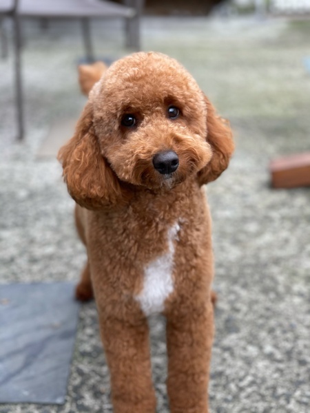 Entry image for Archie. Clicking this image will show a larger photo