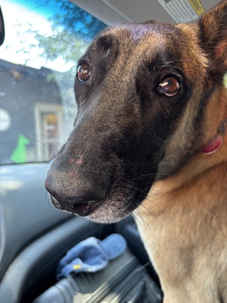 Entry image for Milo. Clicking this image will show a larger photo