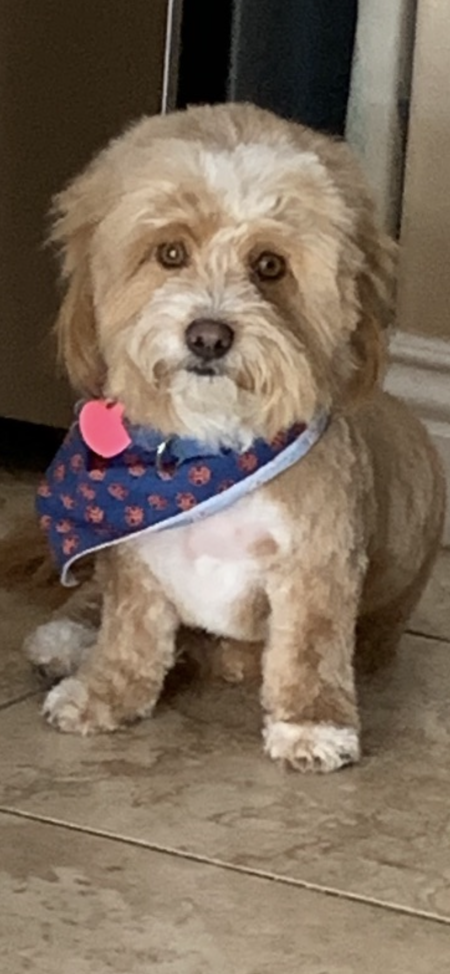 Entry image for Coco. Clicking this image will show a larger photo