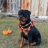 Entry image for Charlotte