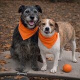 Entry image for Lenny & Sam