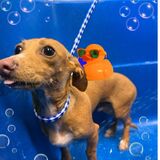 Entry image for Porkchop Smith 