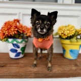 Entry image for Bella