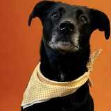 Entry image for Cali