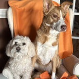 Entry image for Queso and Bella