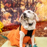 Entry image for Ellie