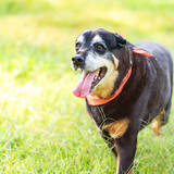 Entry image for Duke