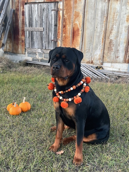 Entry image for Charlotte. Clicking this image will show a larger photo