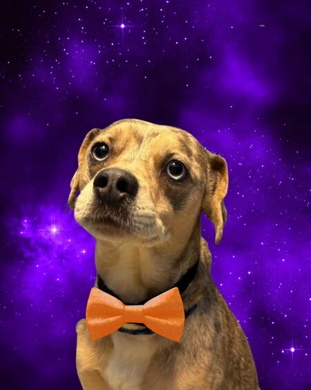 Entry image for Chainsaw Smith. Clicking this image will show a larger photo