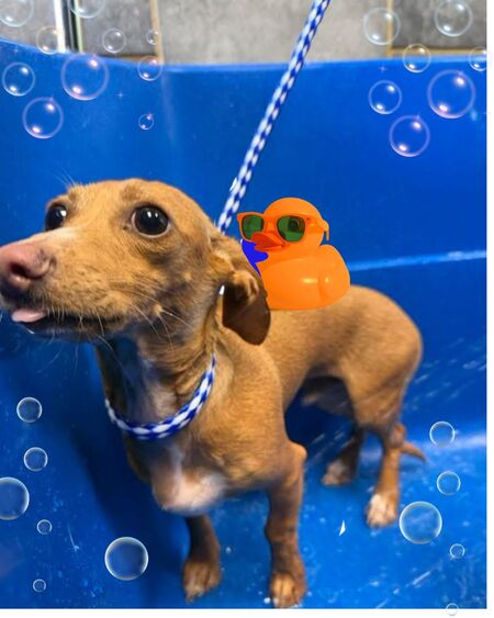 Entry image for Porkchop Smith . Clicking this image will show a larger photo