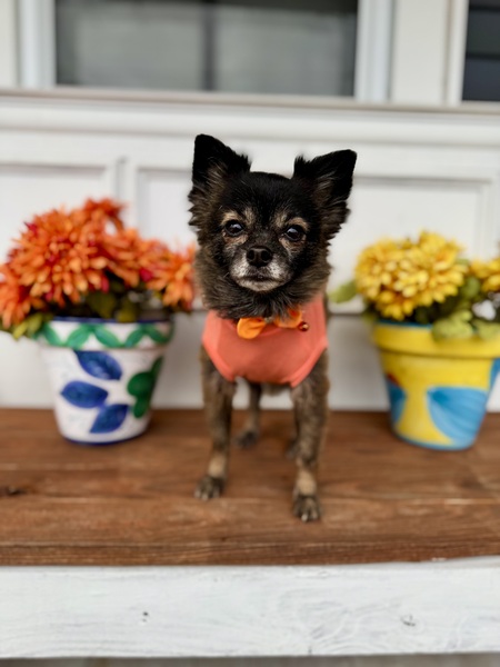 Entry image for Bella. Clicking this image will show a larger photo