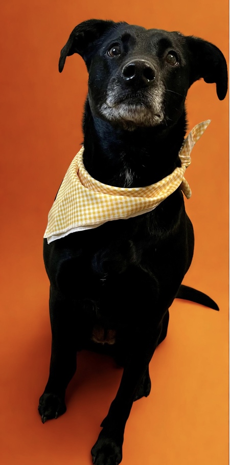 Entry image for Cali. Clicking this image will show a larger photo