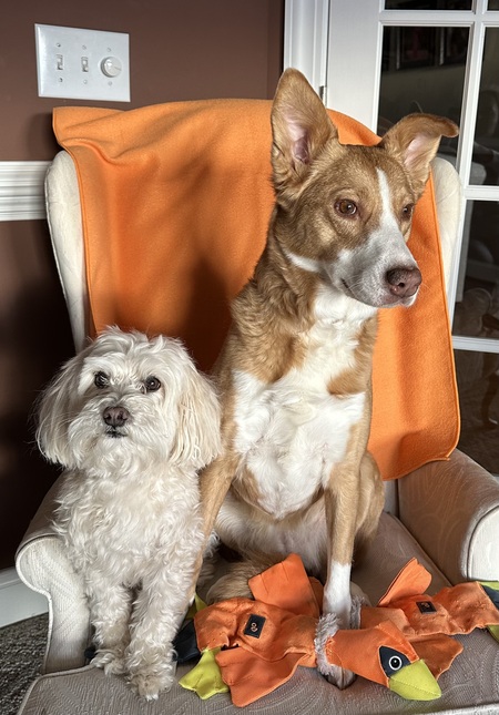 Entry image for Queso and Bella. Clicking this image will show a larger photo