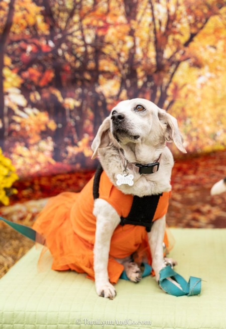 Entry image for Ellie. Clicking this image will show a larger photo