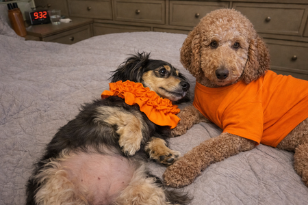 Entry image for Pearl & Walee Whitfield . Clicking this image will show a larger photo