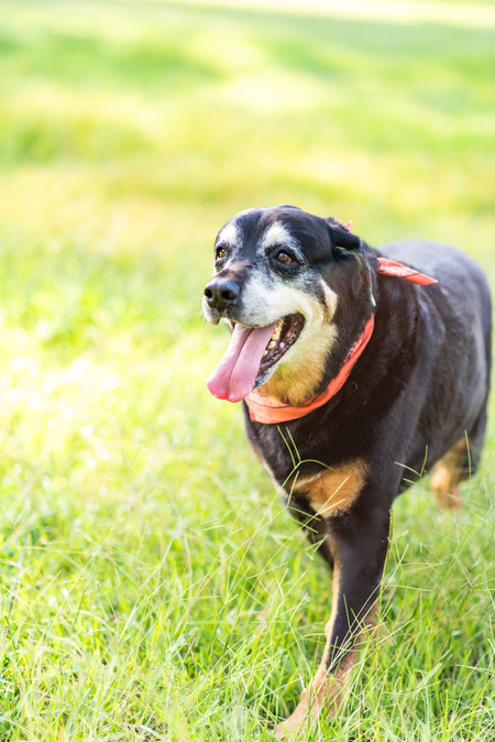 Entry image for Duke. Clicking this image will show a larger photo