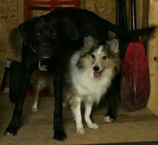 Bo and Jasper