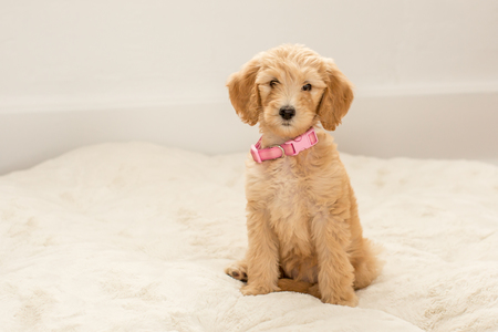 Lady Piper Rose Kelly