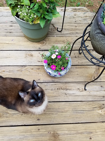 Juno