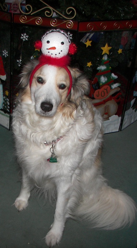 DOLLIE THE COLLIE 