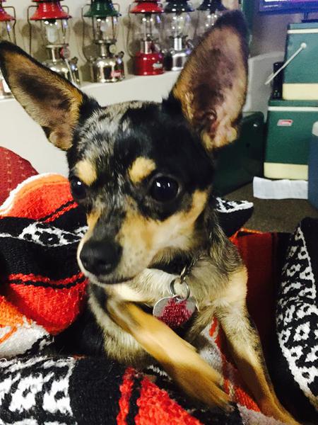 Gidget