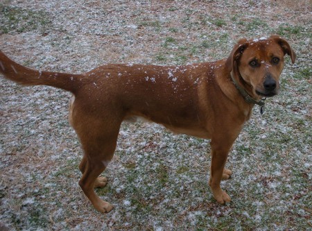 Cooper