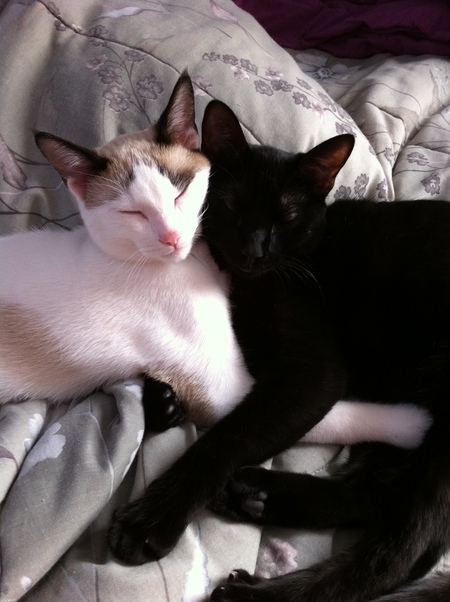 Snuggie & Zoe