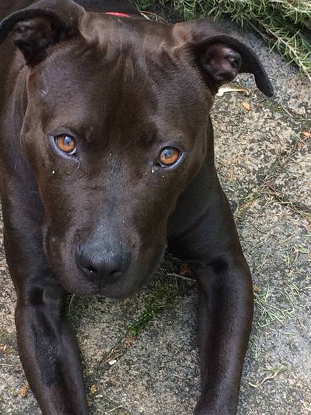 Chaka