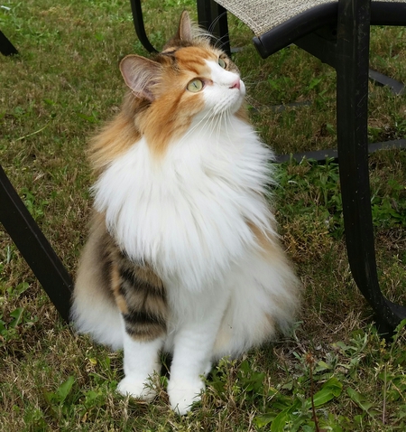 Sophie