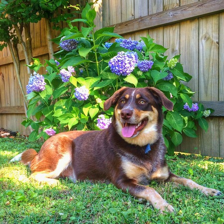 Murphy