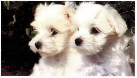 Beau & Bella