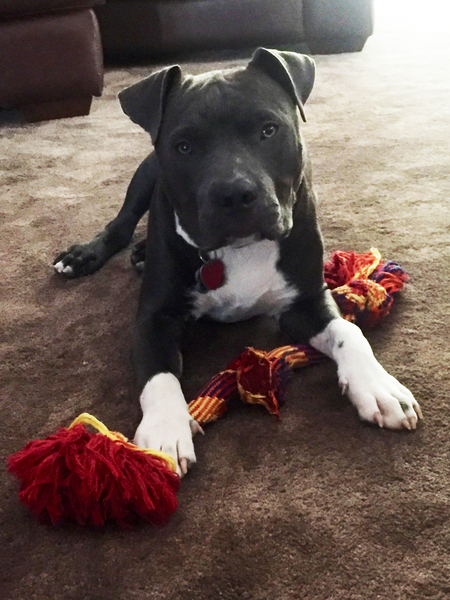 Bodhi