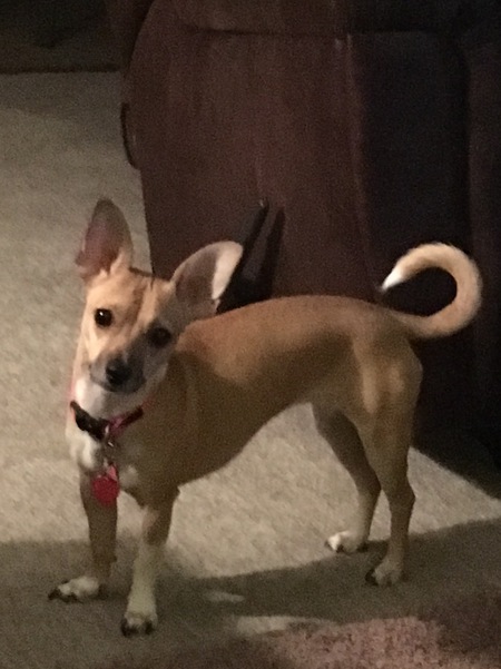 Pippa