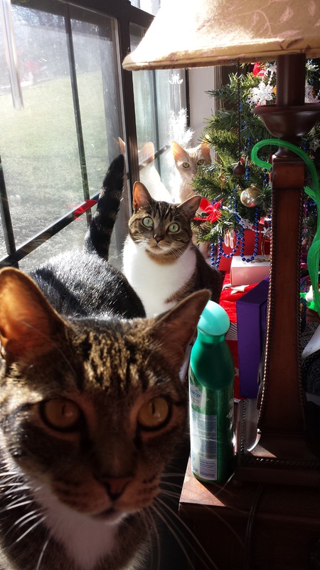Yoda, Hobo, and Peachiz(front to rear)