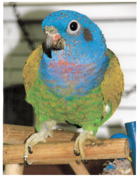Augie