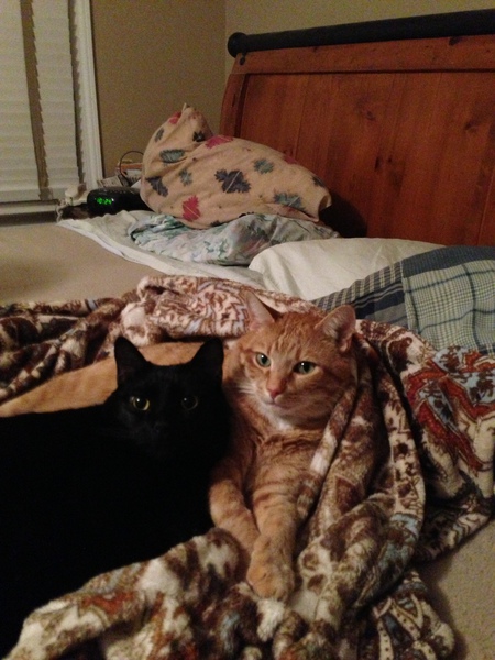 Eduardo and Tabby Kitty
