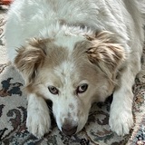 Entry image for Biscuit