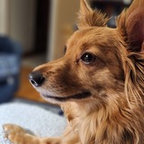 Entry image for Chewy