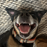 Entry image for Missy
