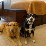 Entry image for Groot and Shelby