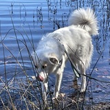 Entry image for Gracie