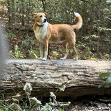 Entry image for Fergus