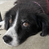 Entry image for Hallie