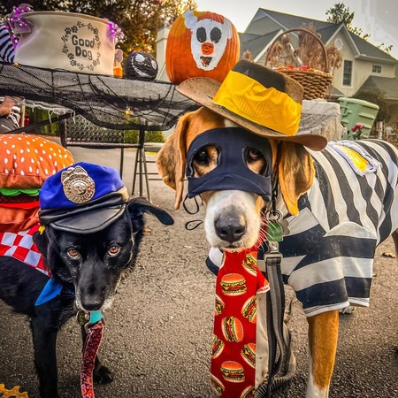 Entry image for Roxy & Jethro. Clicking this image will show a larger photo